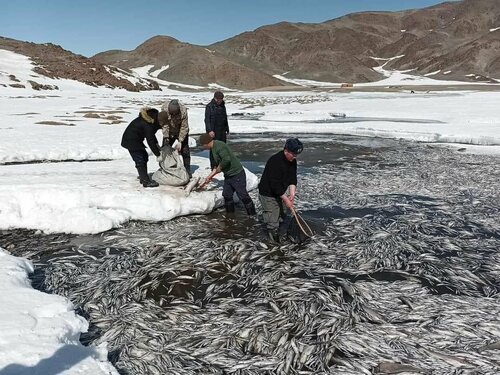 Олон тооны загас хүчилтөрөгчийн дутагдалд орж үхжээ